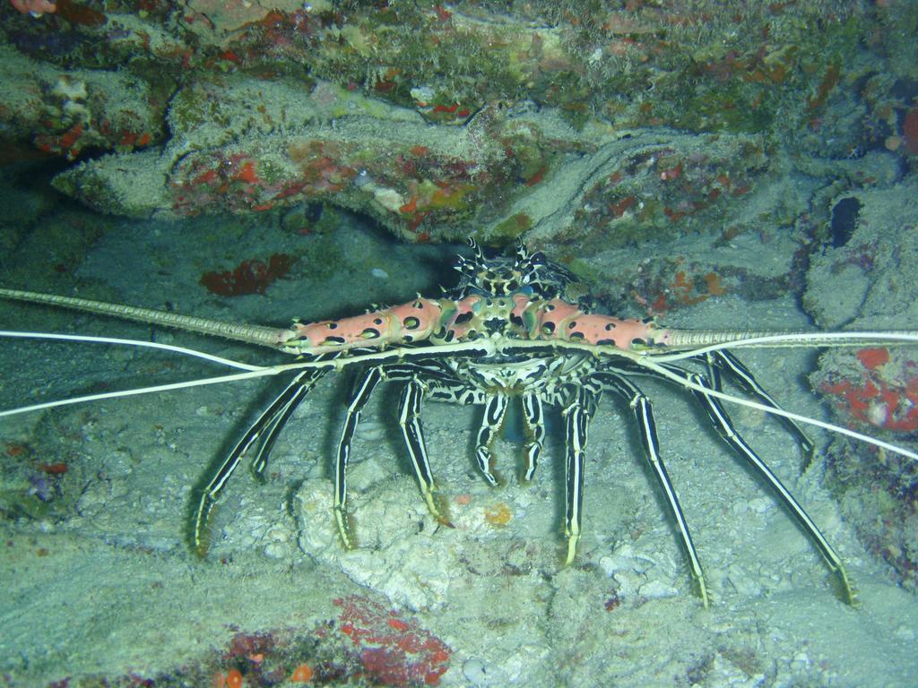 Shamar Guesthouse & Dive Maamigili Island ภายนอก รูปภาพ