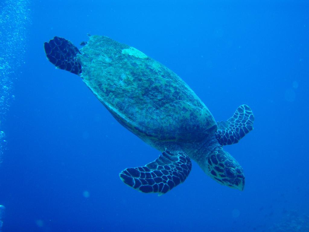Shamar Guesthouse & Dive Maamigili Island ภายนอก รูปภาพ