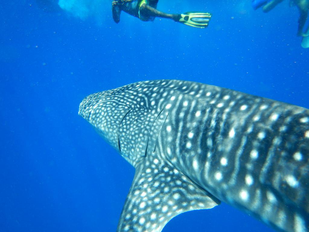 Shamar Guesthouse & Dive Maamigili Island ภายนอก รูปภาพ