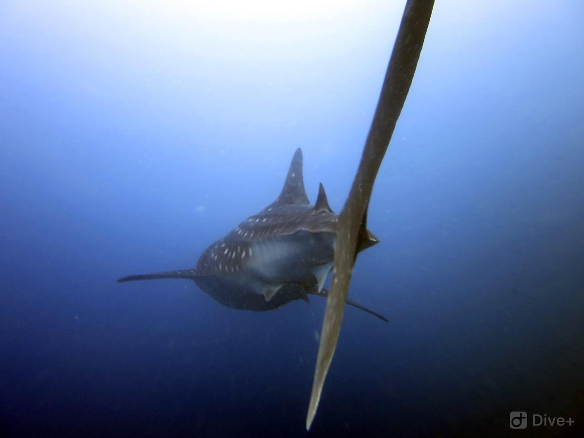 Shamar Guesthouse & Dive Maamigili Island ภายนอก รูปภาพ