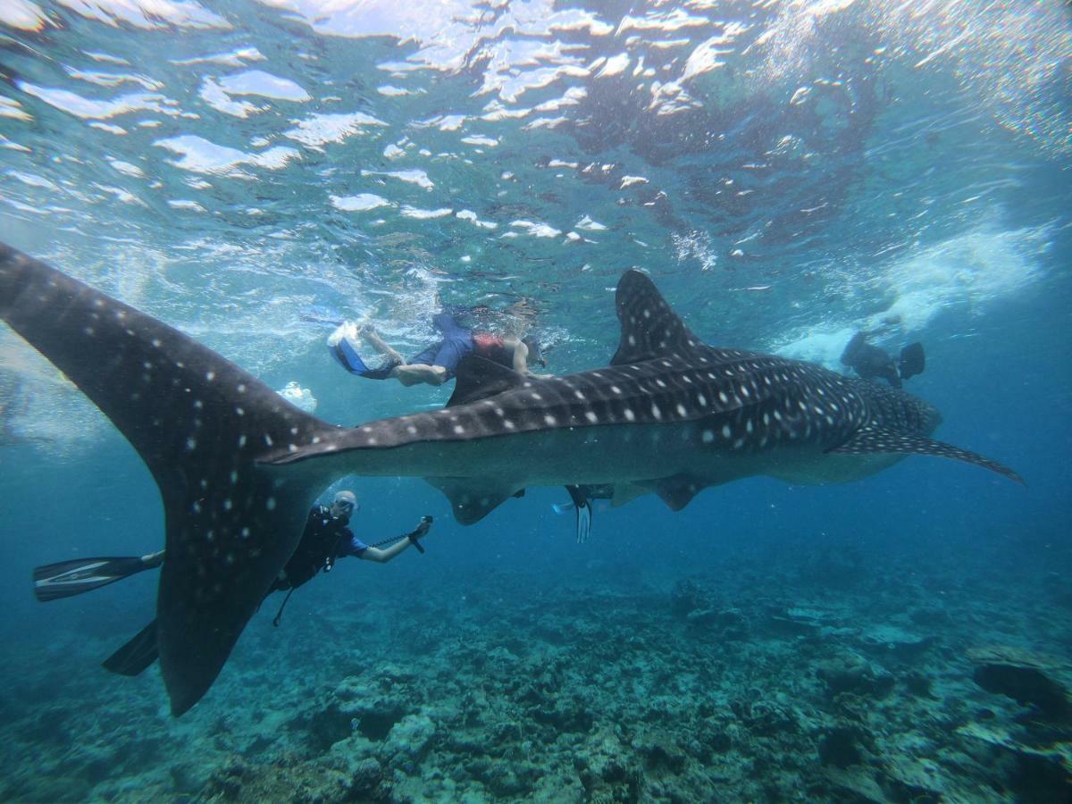 Shamar Guesthouse & Dive Maamigili Island ภายนอก รูปภาพ
