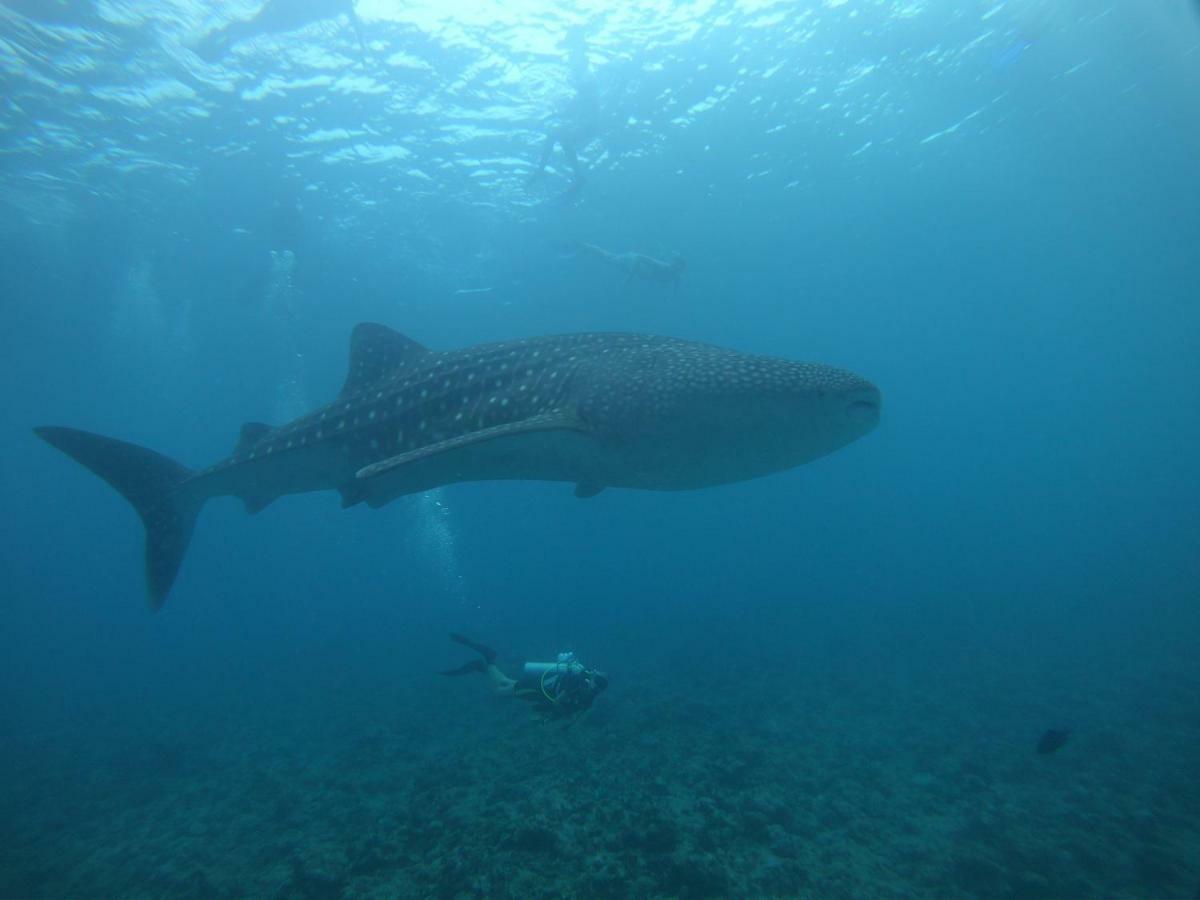 Shamar Guesthouse & Dive Maamigili Island ภายนอก รูปภาพ